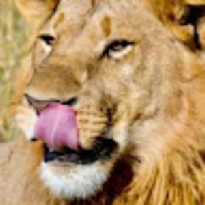 Meet your Posher, Abraham